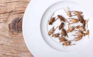 昆虫是蛋白质来源吗?食品专家吉尔·弗兰克在探勘者行业洞察播客中讨论了替代的、可持续的蛋白质选择。